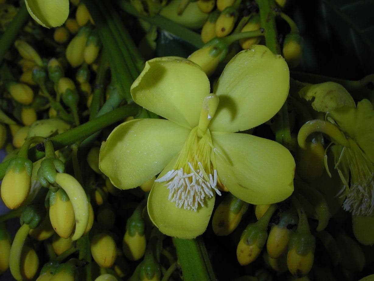 Cespedesia 4