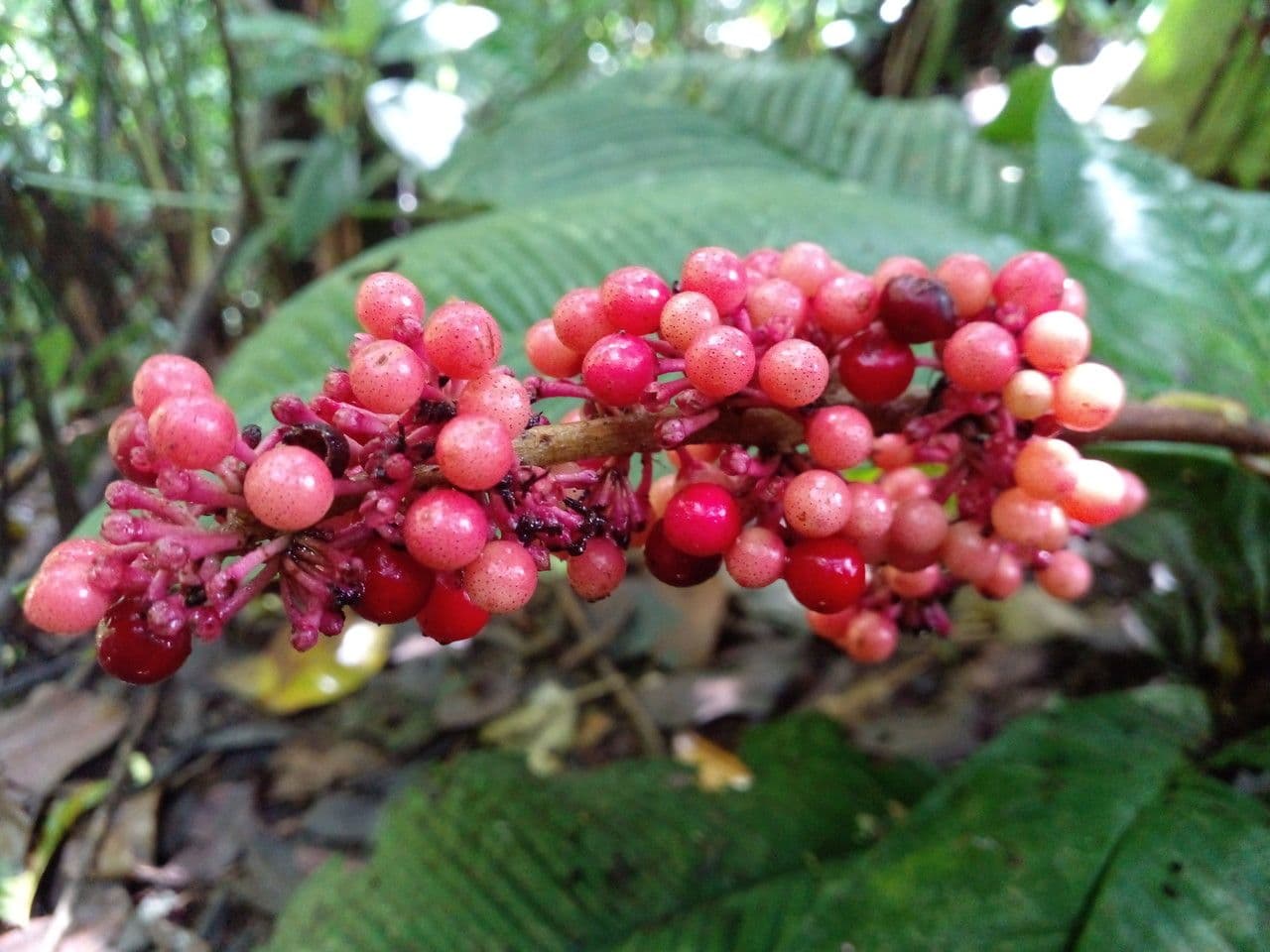 Ardisia 5