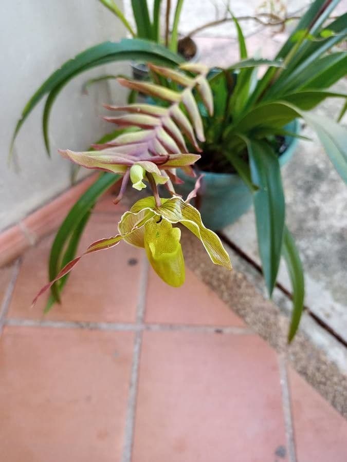 Paphiopedilum 3