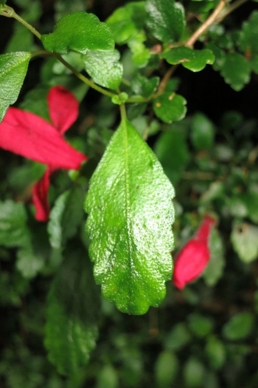 Asteranthera 12