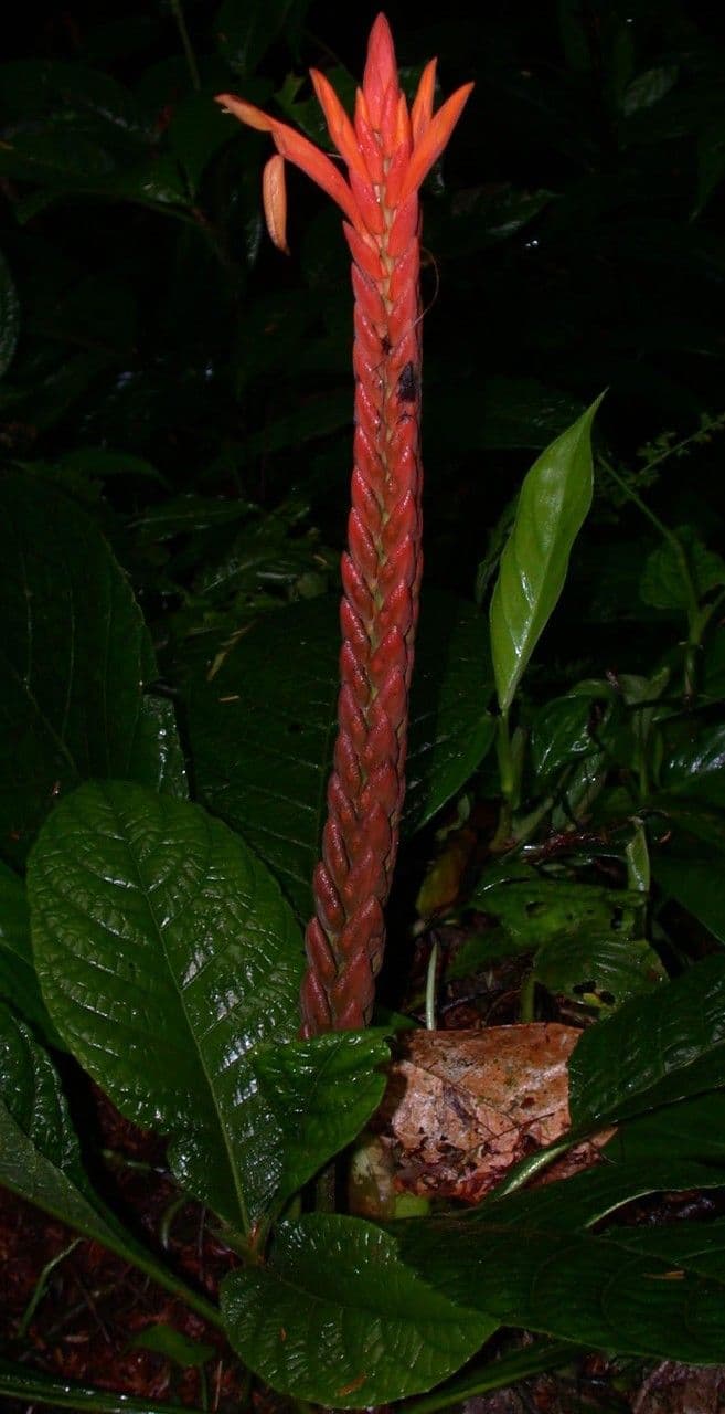 Aphelandra 16