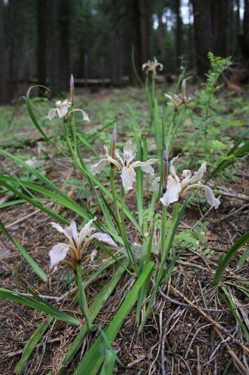 Iris 7