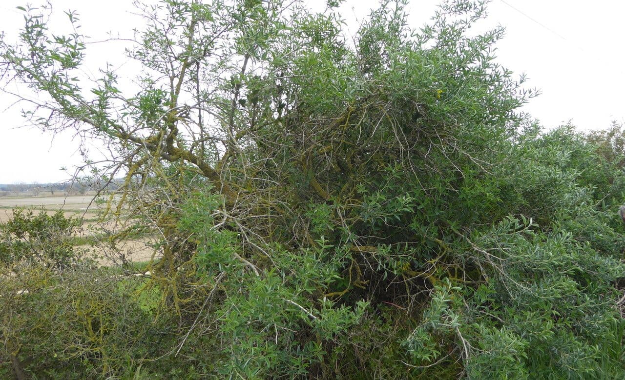 Anagyris fetida 15