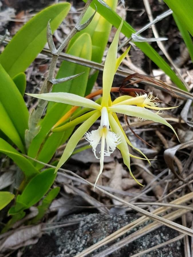 Epidendrum ciliato 4