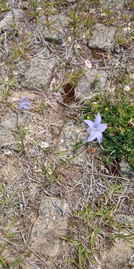 Wahlenbergia capillaris