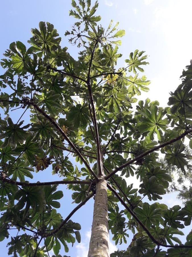 Cecropia 17