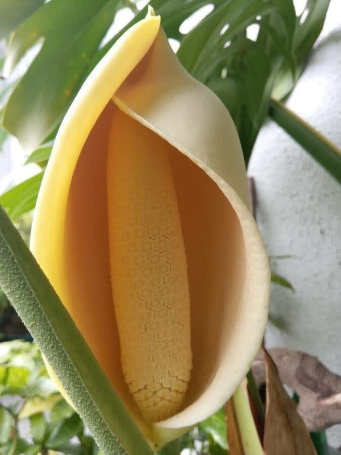 Taro 2
