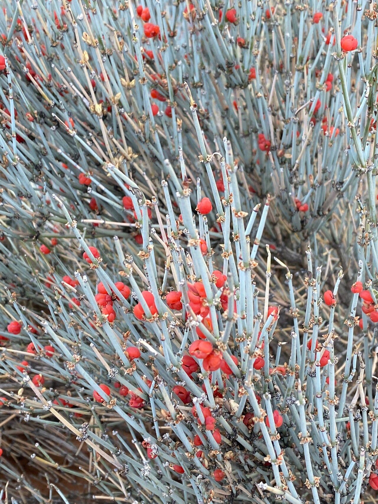 Ephedra intermedia 8