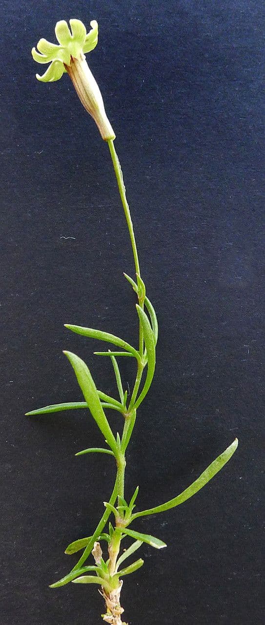 Silene saxifraga 26