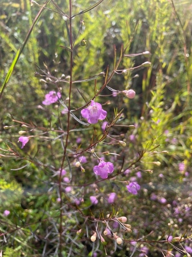 Schmalblättriges Gauklerblümchen 14