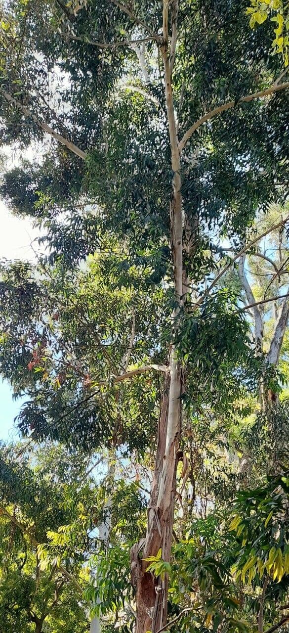 Eucalyptus pilularis