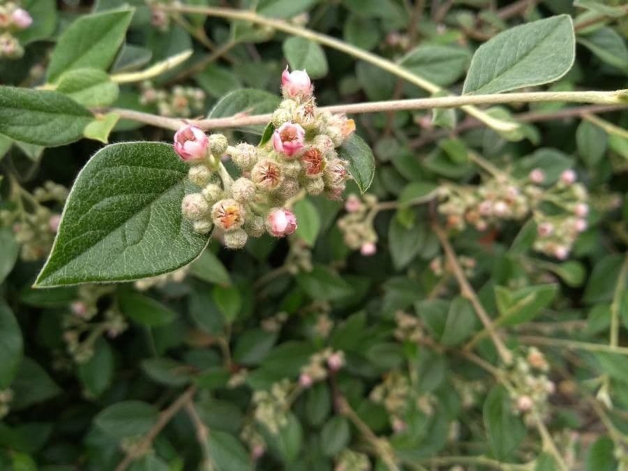 Cotoneaster di Franchet 6
