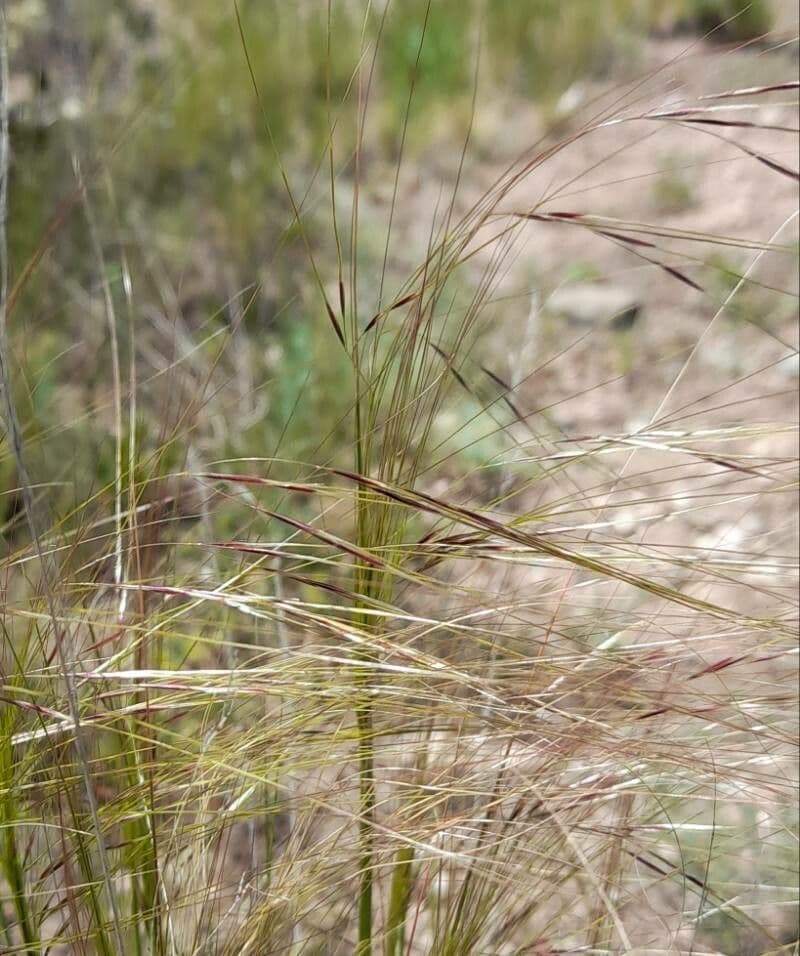 Nassella di Nees