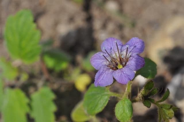 Facelia Bolandera 8