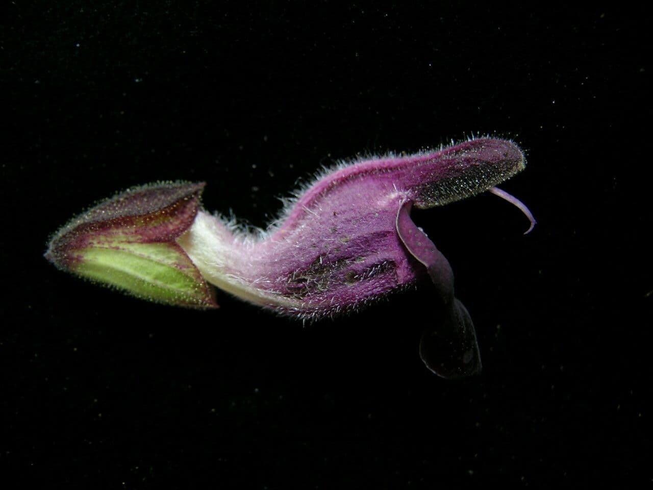 Salvia 2