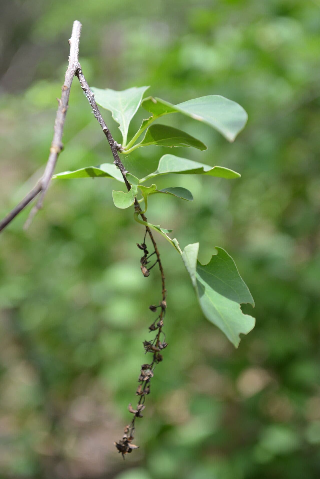 Stegnosperma 8
