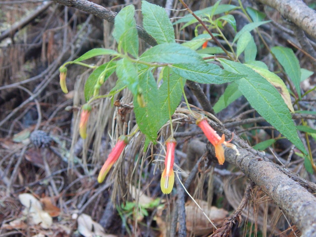 Lobelia lassiflora 11