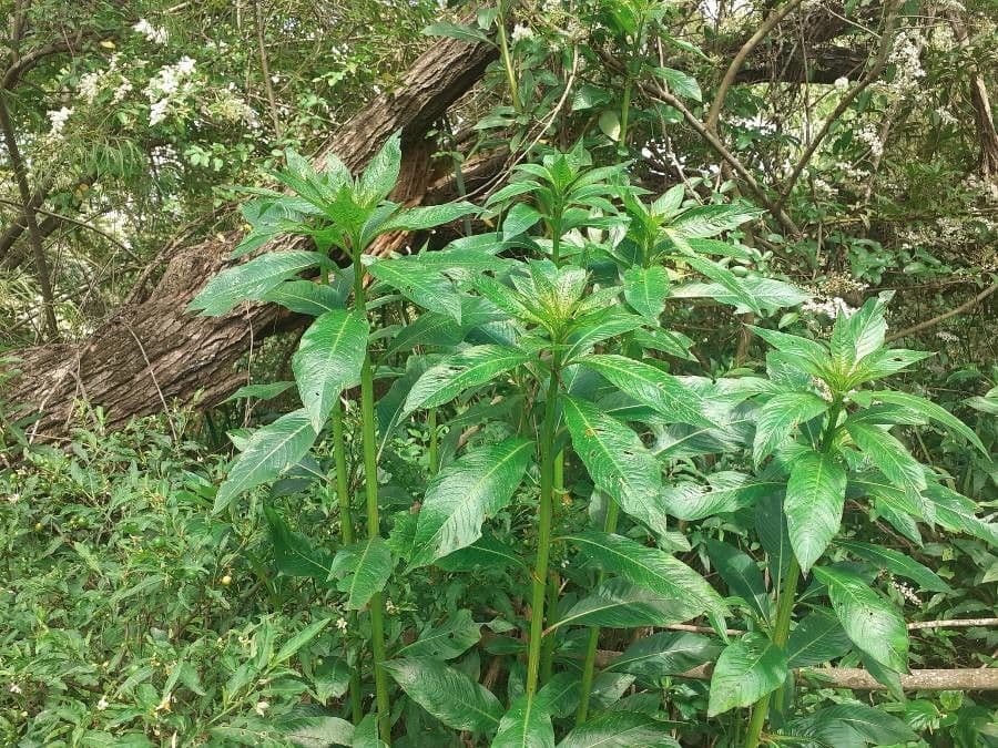Ludwigia elegans 7