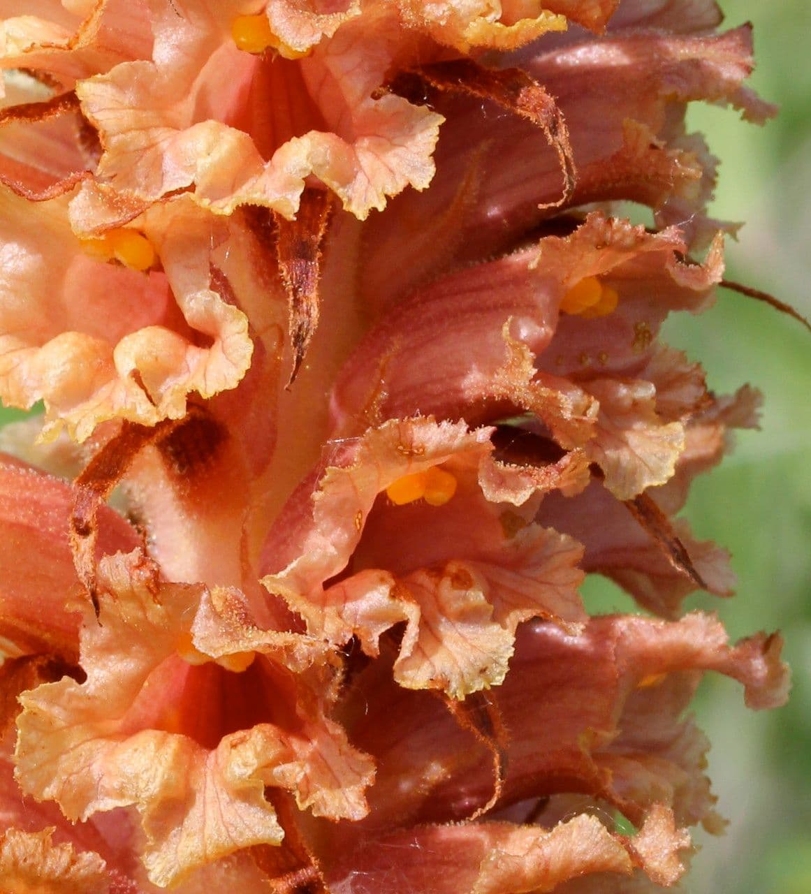Orobanche maggiore
