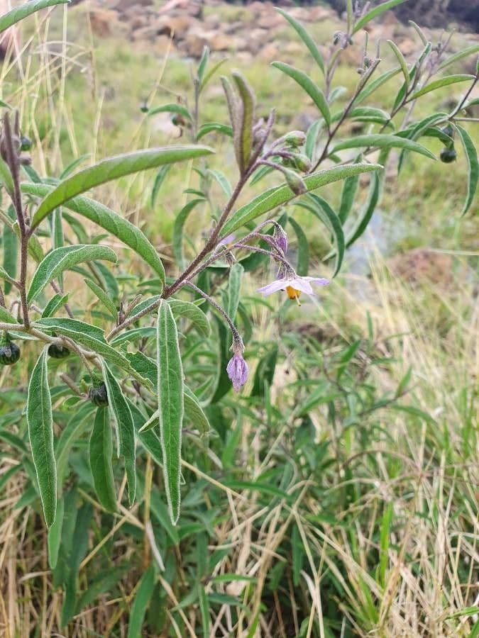Solanum 18