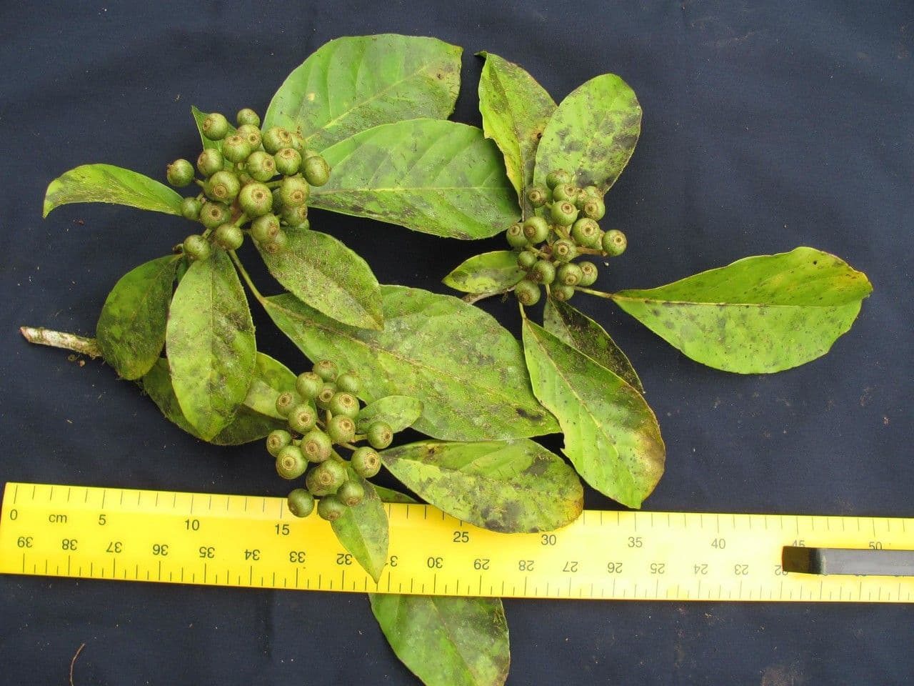 Dendropanax caucanus 5