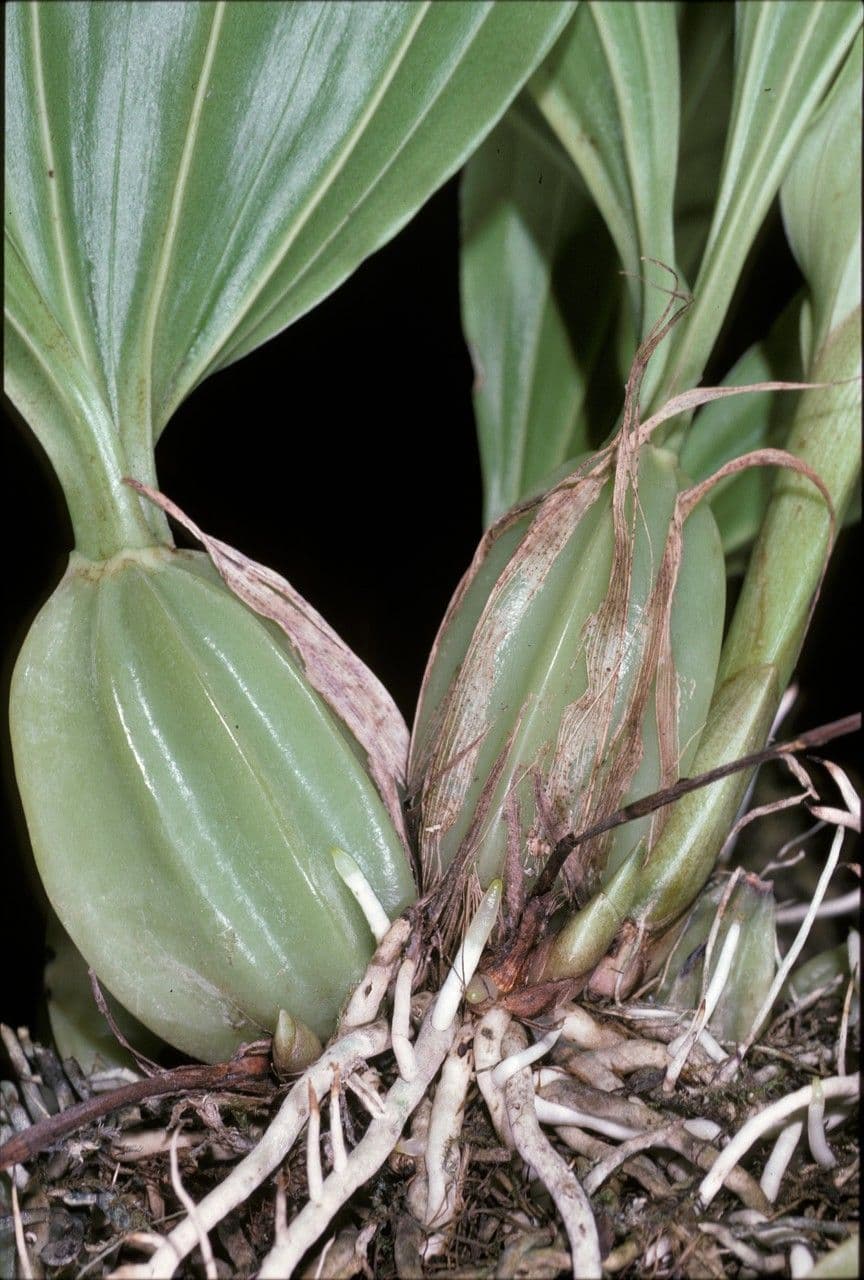Gongora 5