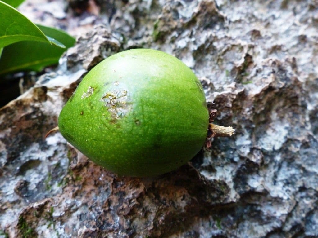 Pichonia