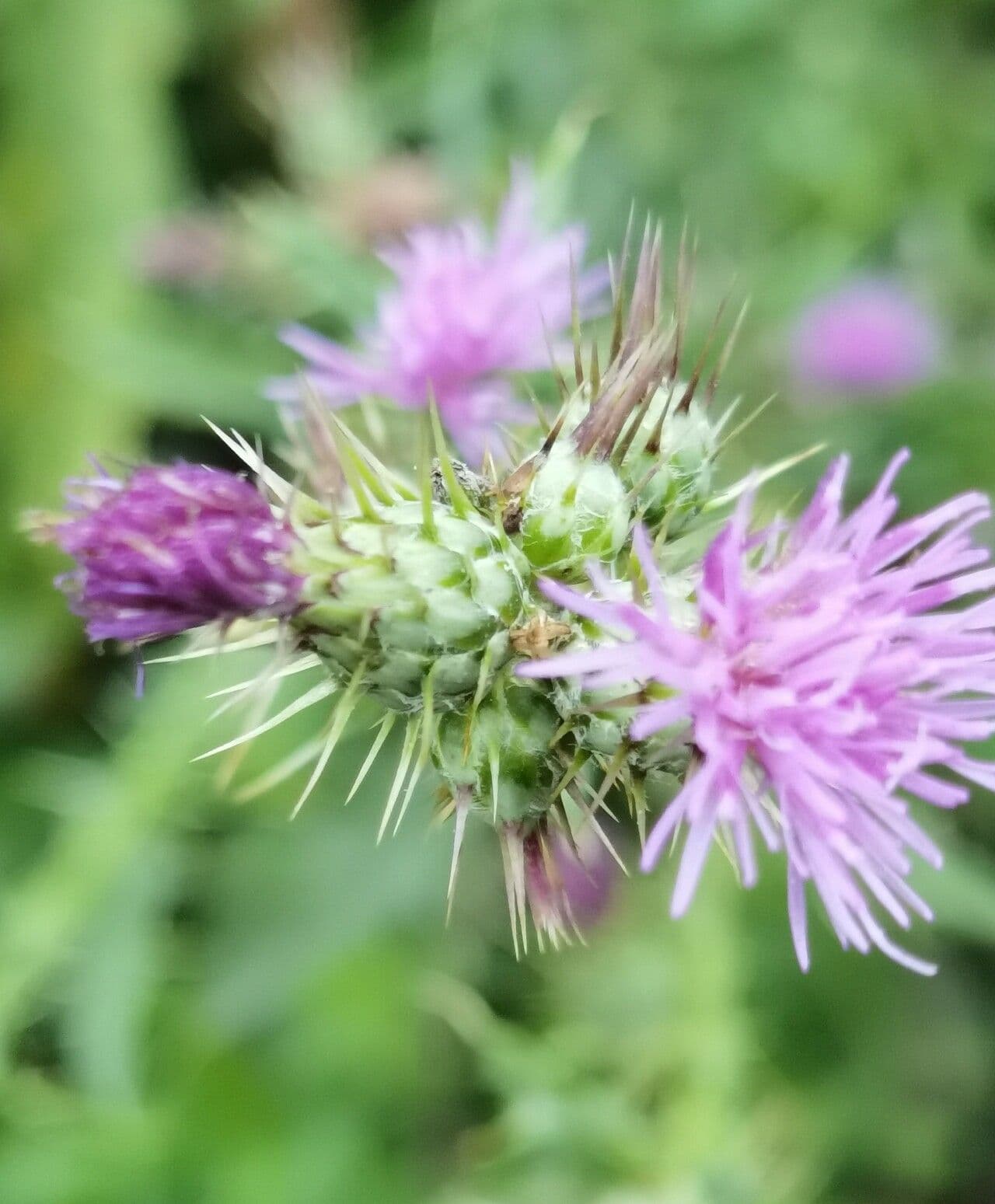 Cardo cretese 4