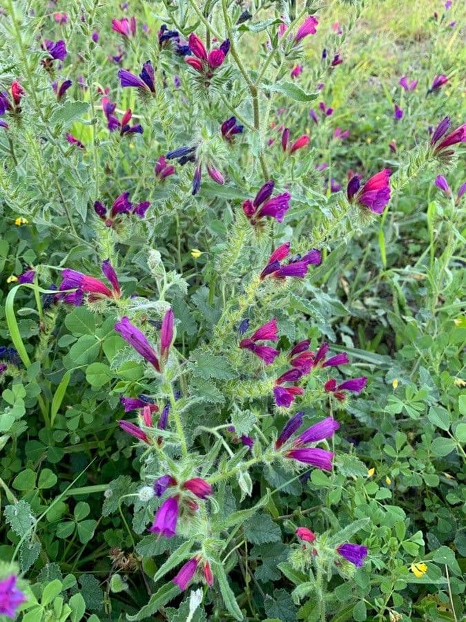 Flor morada 12