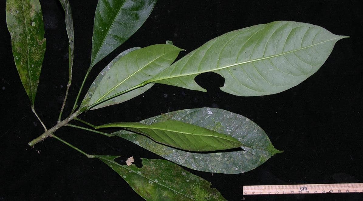 Toxosiphon 8