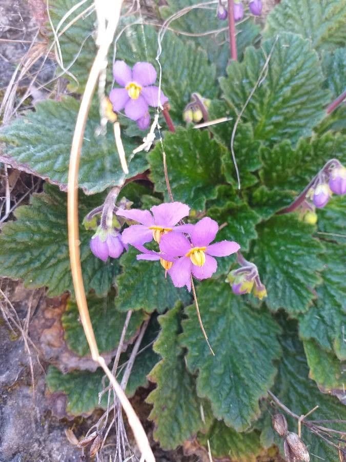 Ramonda Mycona 9