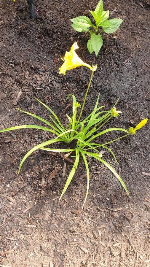 Hemerocallis minor 12