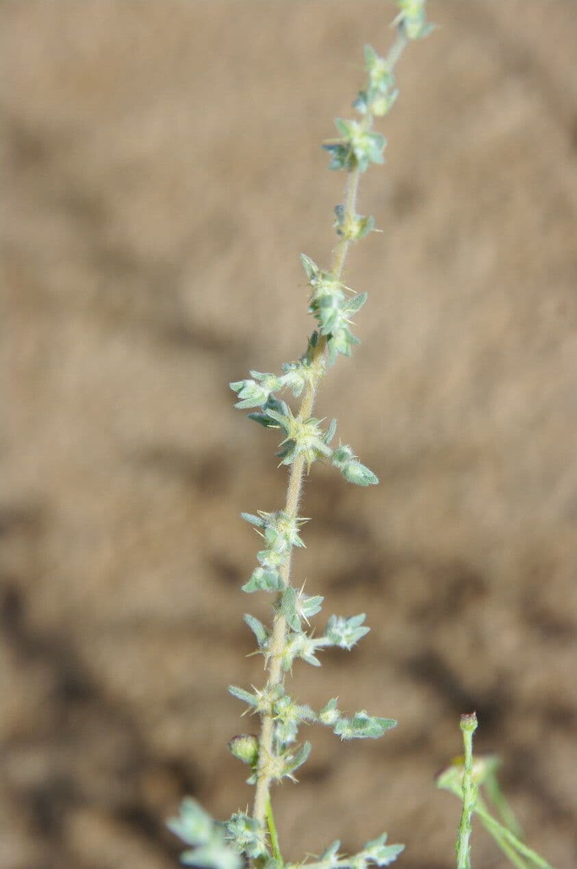 Bassia 9