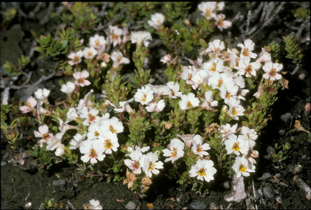 Eufrasia flavicans