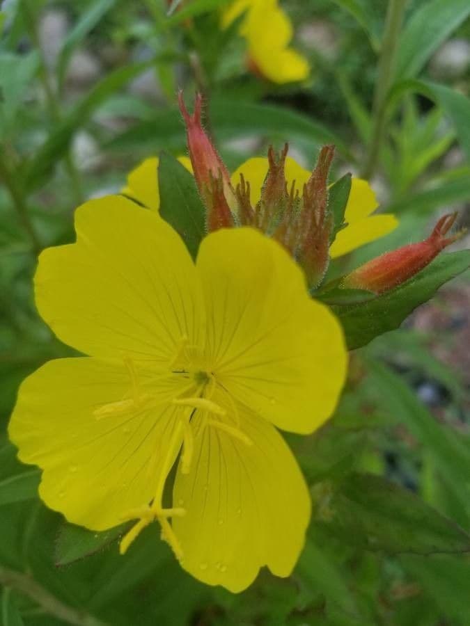 Onagra arbustiva 4