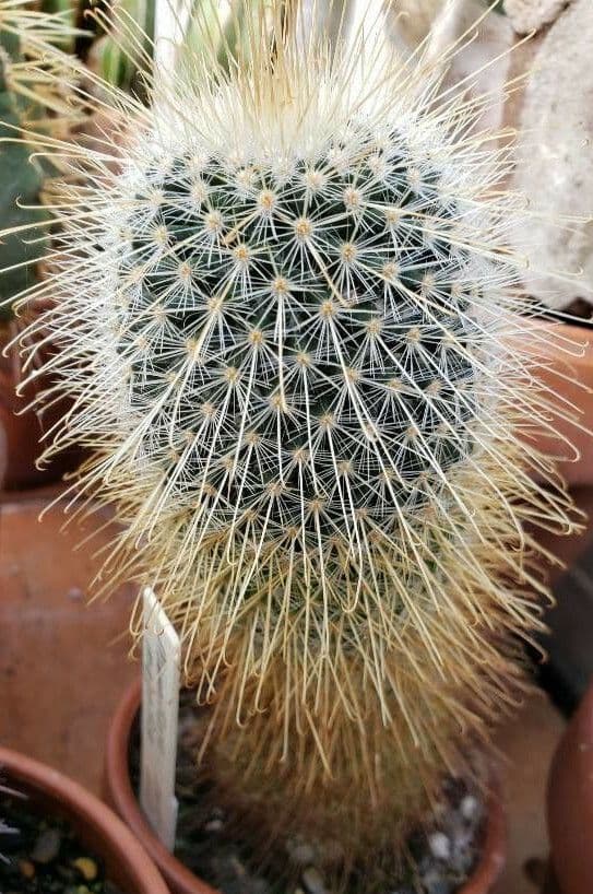 Mammillaria magnifica