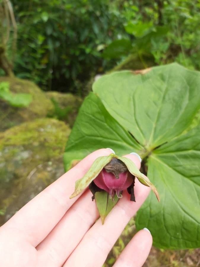 Trillium eretto 5
