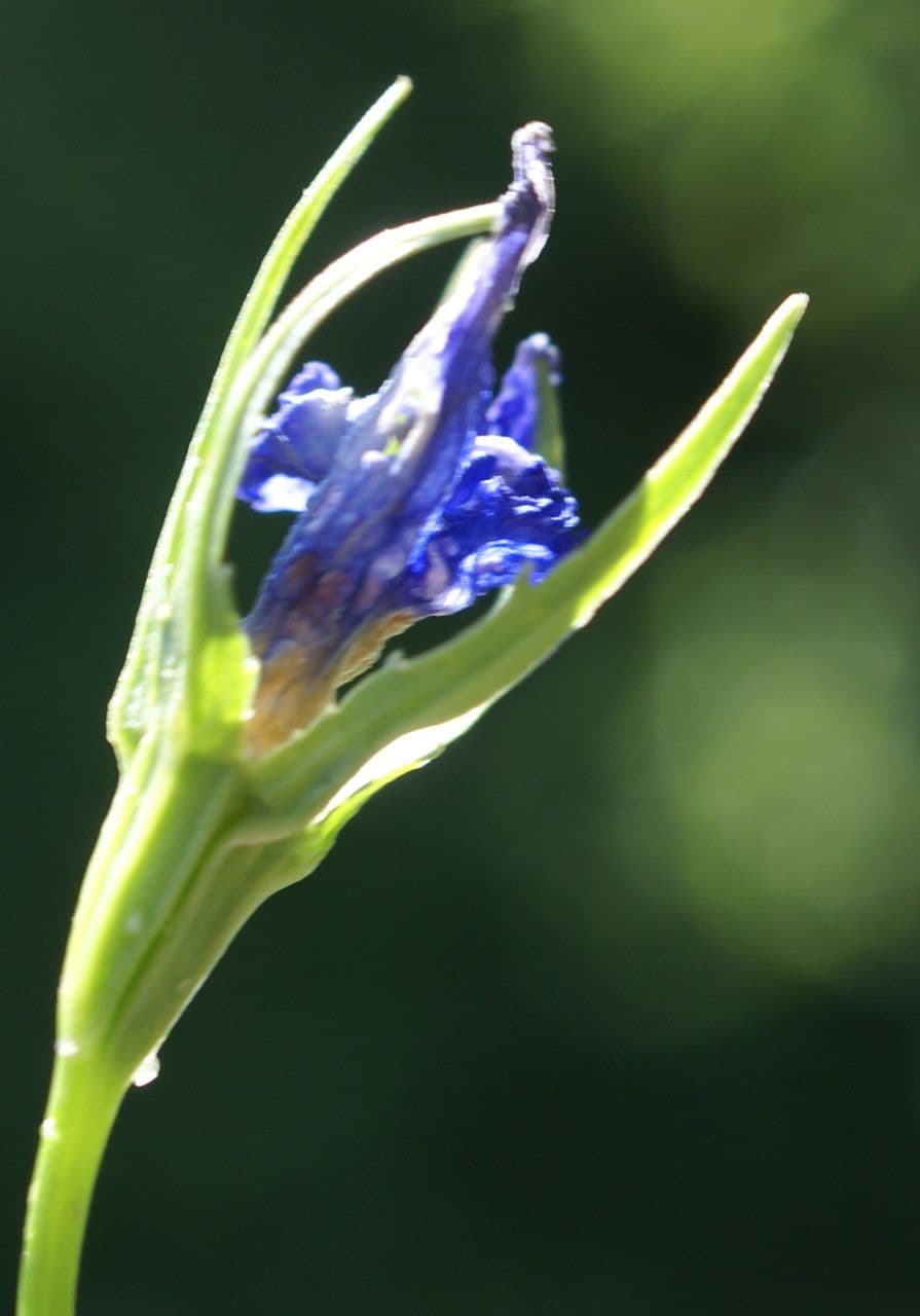 Campanula diffusa 5