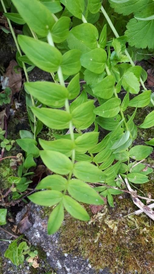 Polemonium 12