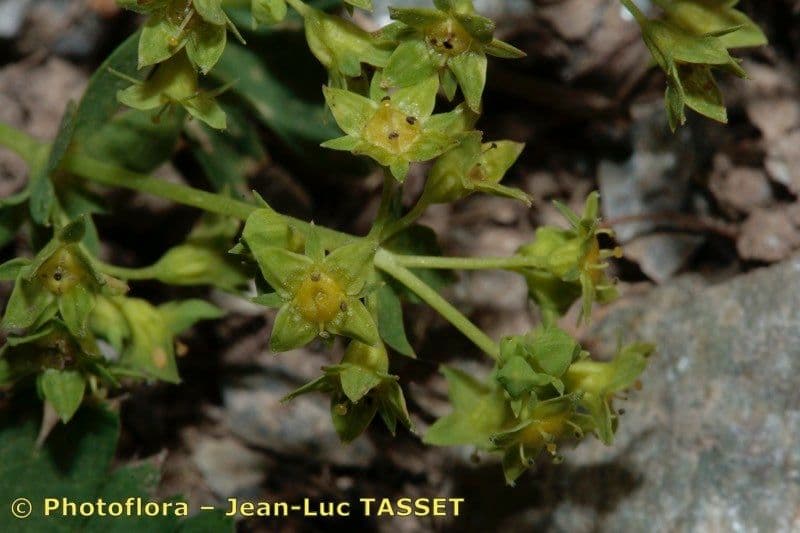 Alchemilla fissa 4