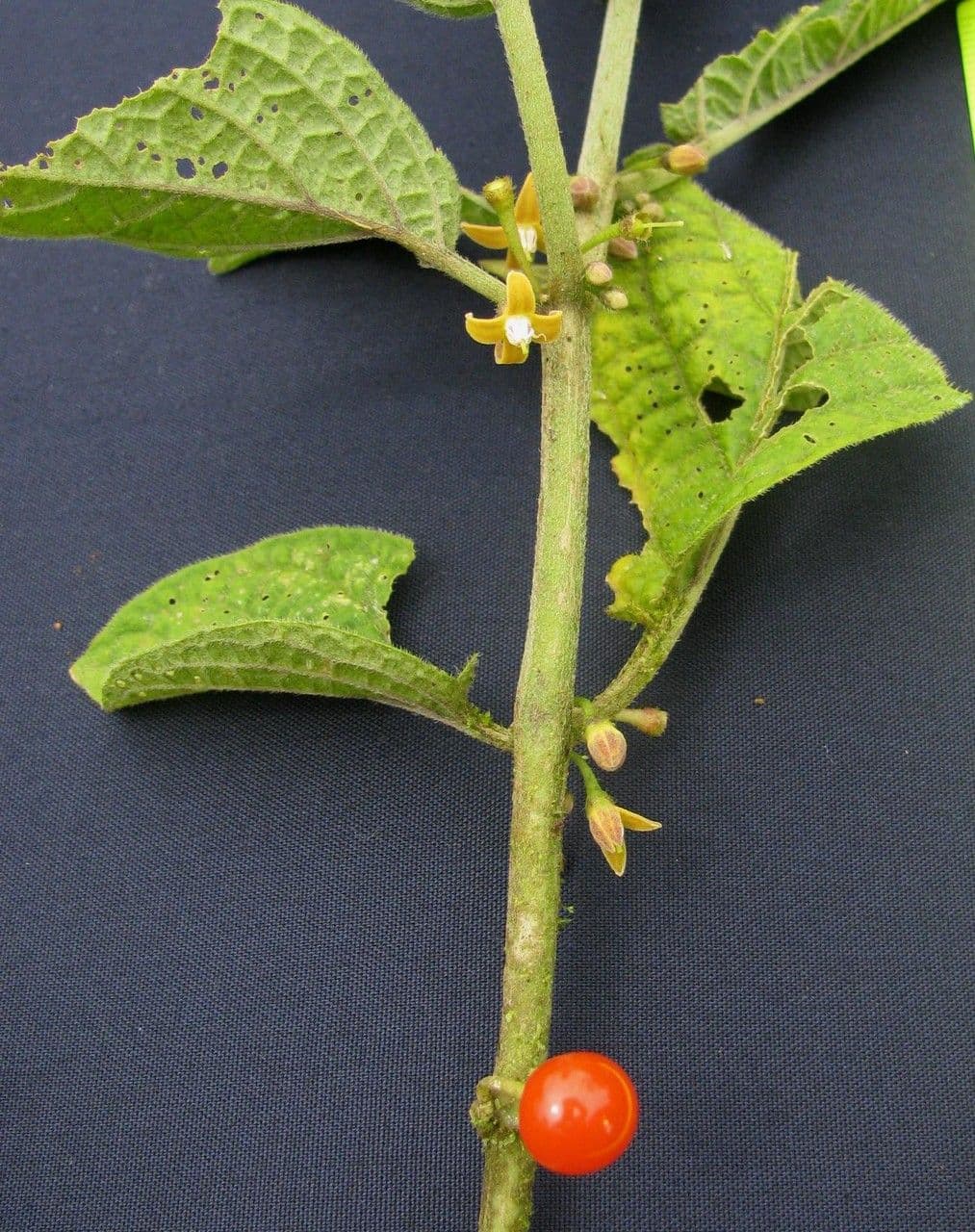 Witheringia 16