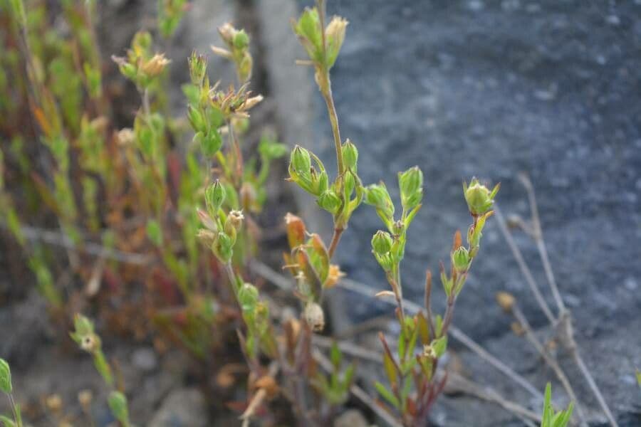 Silene apetala 7