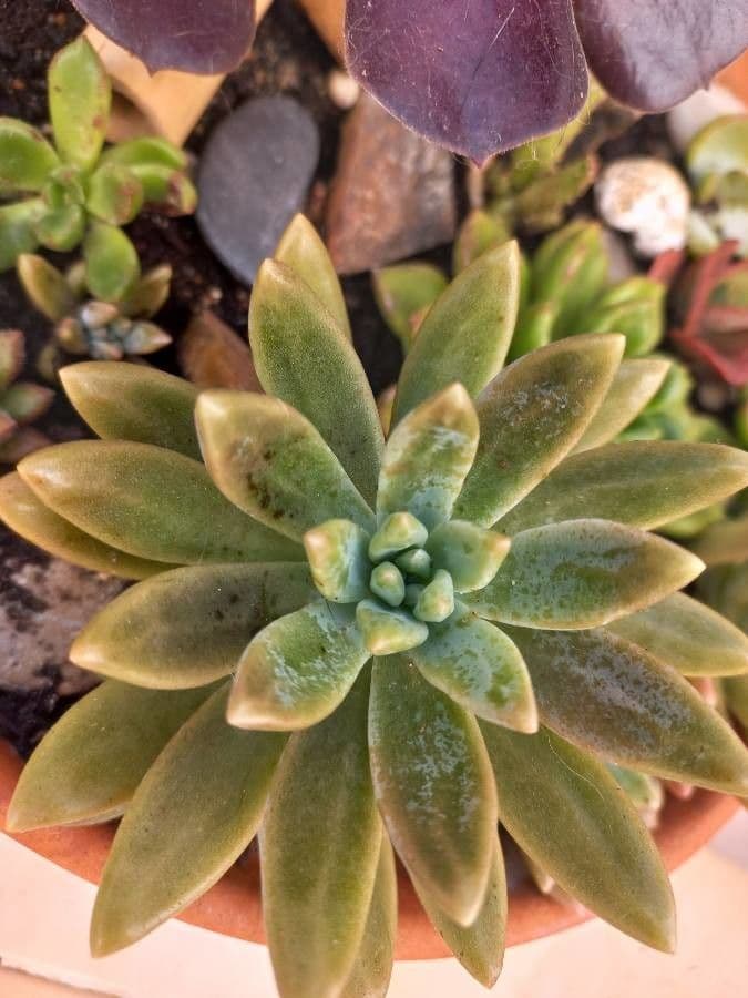 Dudleya di Greene 13