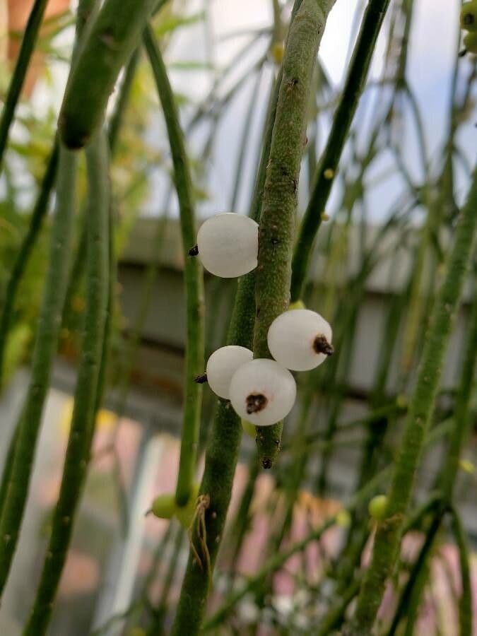 Cactus vischio 2