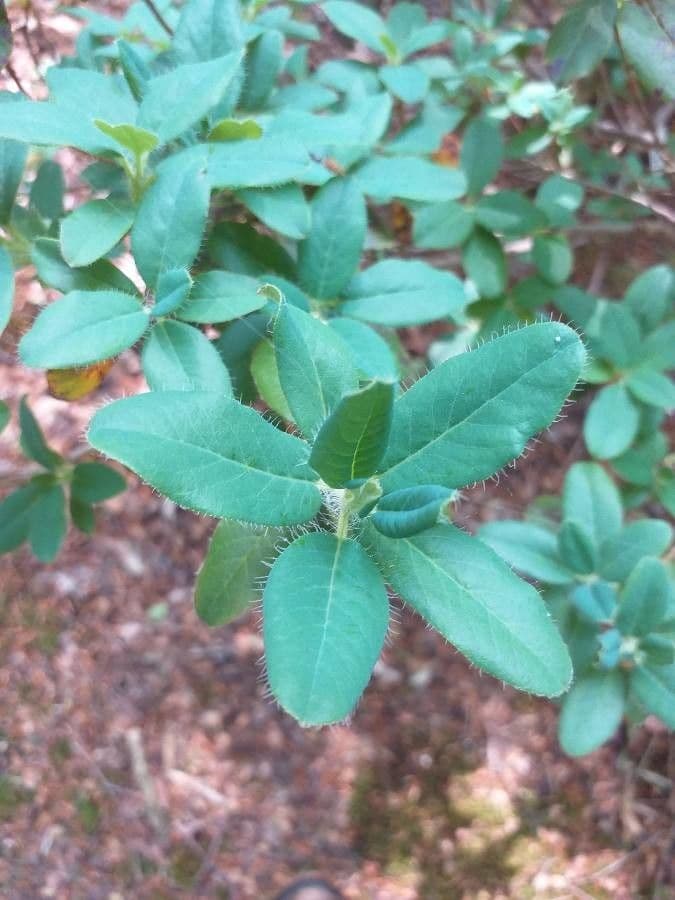 Rododendro