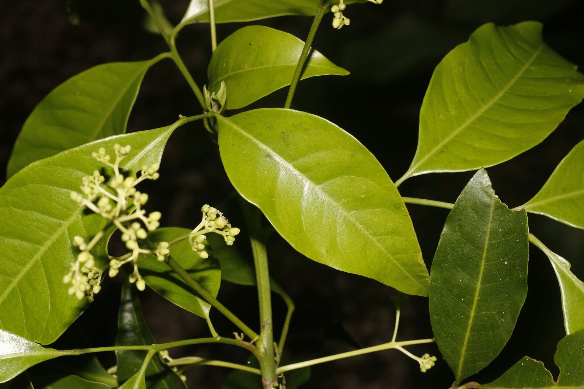 Trichilia 13
