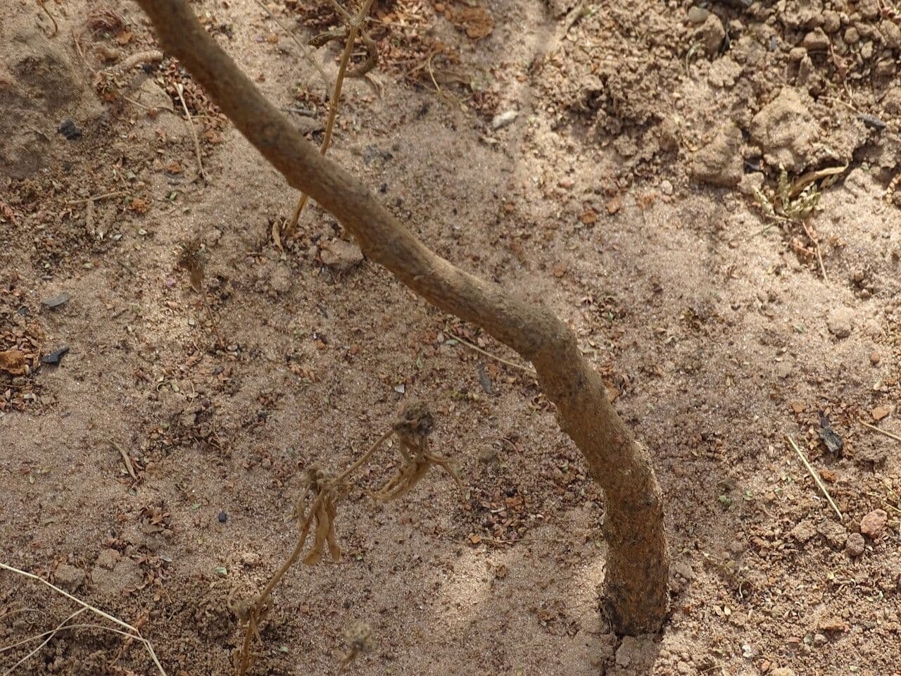Terminalia 8