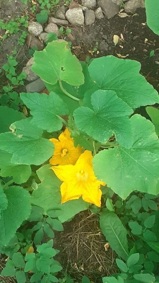 Bitter bottle gourd 11