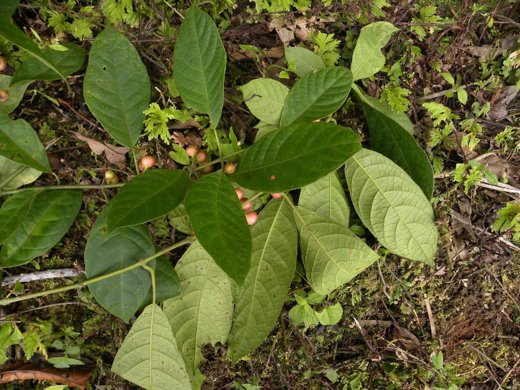 Siparuna thecaphora 2