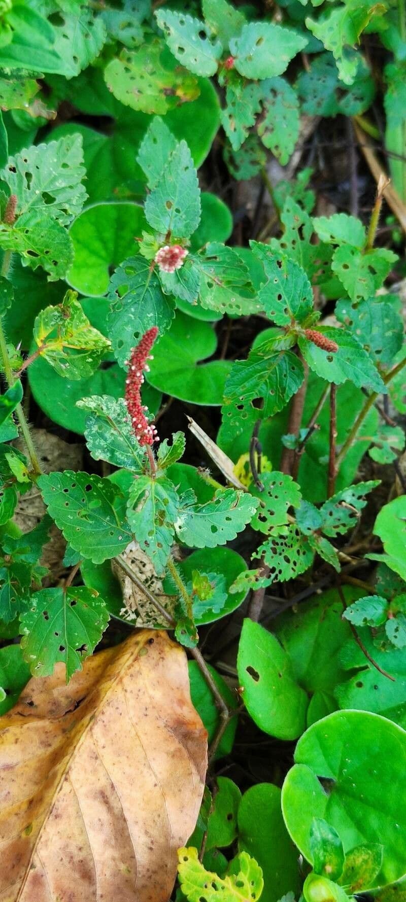 Acalypha monostachya 3